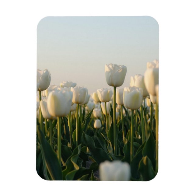 Vibrant white and Red Tulips Garden Photo Magne Magnet (Vertikal)