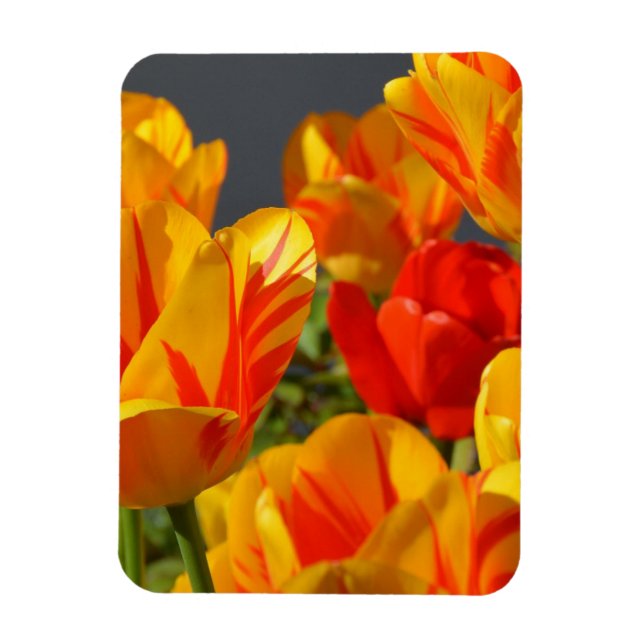 Vibrant Yellow and Red Tulips Garden Photo Magnet (Vertikal)