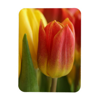 Vibrant Yellow and Red Tulips Garden Photo Magnet