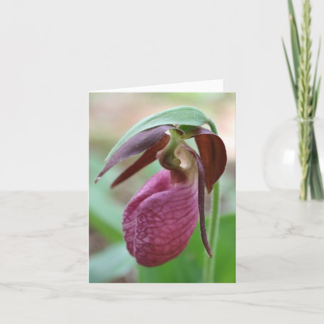Vibrante Frauenschuh-Blumenfotografie  (Vorderseite)