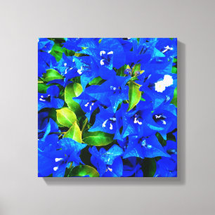 Vibrierende blaue Bouganvilla-Blumen Leinwanddruck