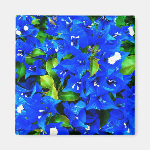 Vibrierende blaue Bouganvilla-Blumen Magnet
