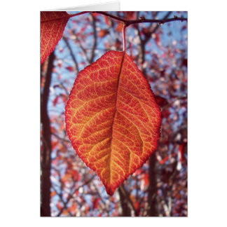 Vibrierende Helligkeit