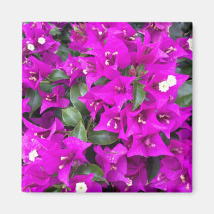 Vibrierende lila Bouganvilla-Blumen Magnet