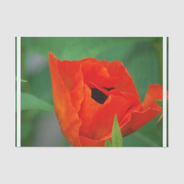 Vibrierende orange Mohnblume Seidenpapier (Vorderseite)