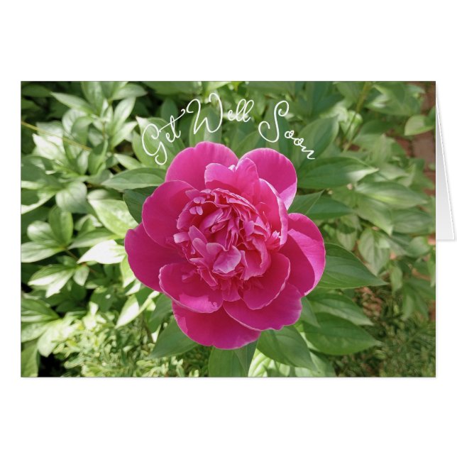 Vibrierende Pink Peony Blume wird bald gut. (Vorderseite (Horizontal))