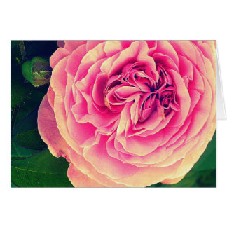Vibrierende Rose