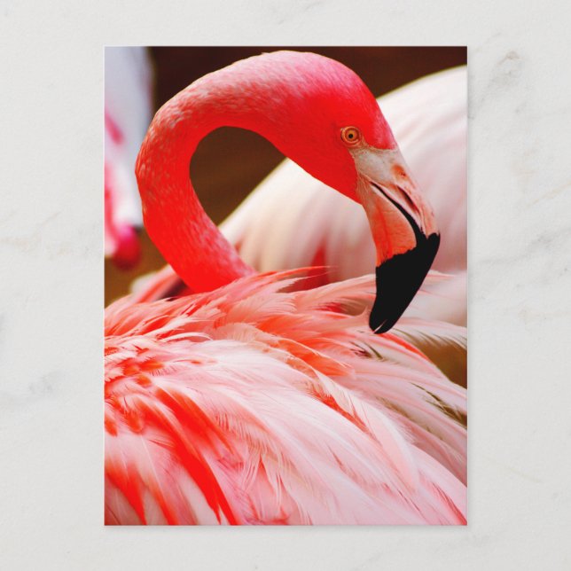 Vibrierender rosa Feder-Flamingo Postkarte (Vorderseite)