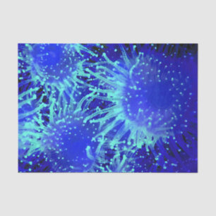 Vibrierendes Blau-glühender tropischer Seeigel Seidenpapier