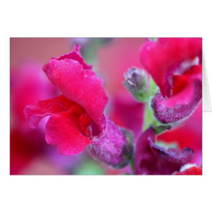 Vibrierendes rosa Snapdragons
