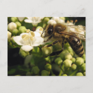 Viburnum Postkarte
