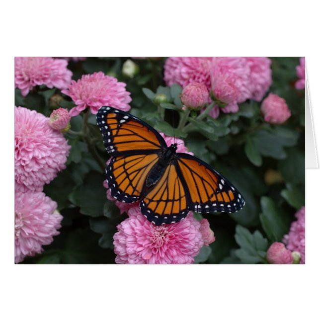 Viceroschmetterling (Vorderseite (Horizontal))