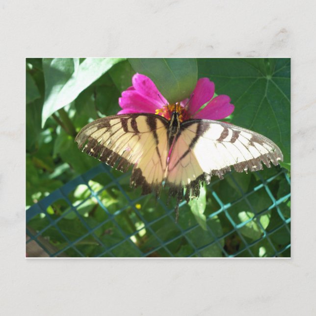 Viceroy Butterfly, 1 Postkarte (Vorderseite)