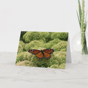 Viceroy Butterfly Schöne Naturfotografie Karte