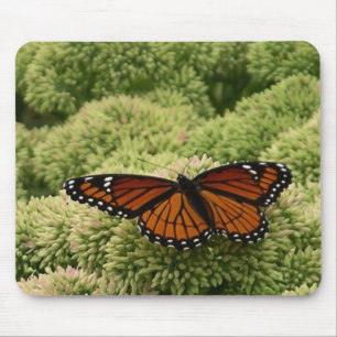 Viceroy Butterfly Schöne Naturfotografie Mousepad