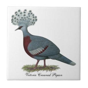 Victoria Crowned Pigeon Fliese