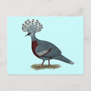 Victoria Crowned Pigeon Postkarte