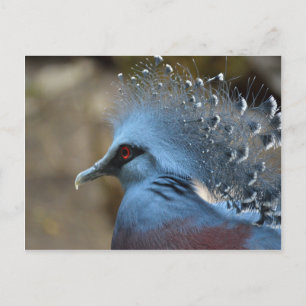 Victoria Crowned Pigeon Postkarte