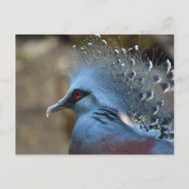 Victoria Crowned Pigeon Postkarte (Vorderseite)