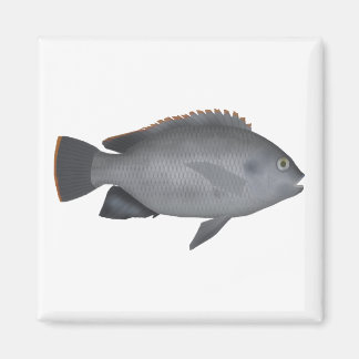 Victoria Tilapia Magnet