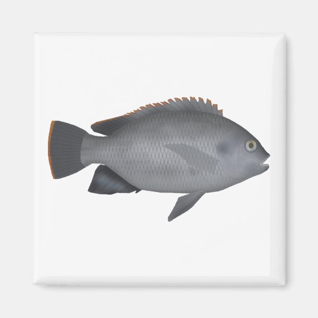 Victoria Tilapia Magnet (Vorne)