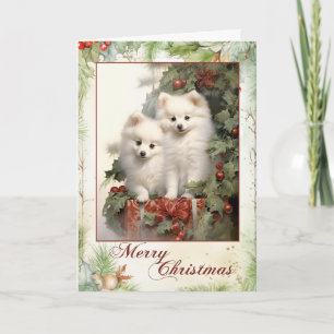 Victorian American Eskimo Welpen Weihnachten