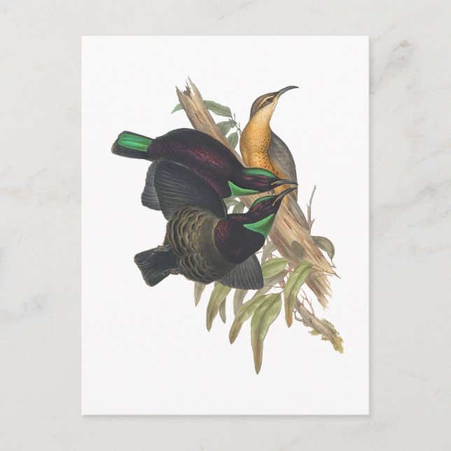 Victoria's Rifle Bird Postkarte (Vorderseite)