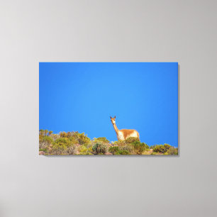 Vicuña blau leinwanddruck