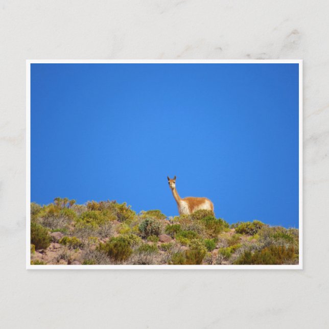 Vicuña blau postkarte (Vorderseite)
