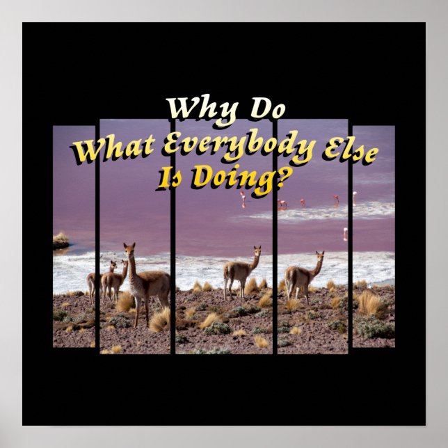 Vicuña Guanaco Lover - Reisekostkatalog Poster (Vorne)