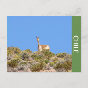 Vicuna Llama Chile Postcard Postkarte