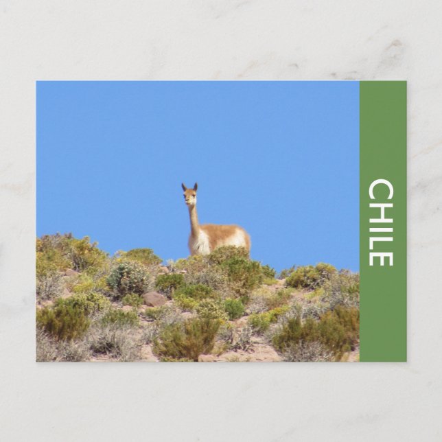Vicuna Llama Chile Postcard Postkarte (Vorderseite)