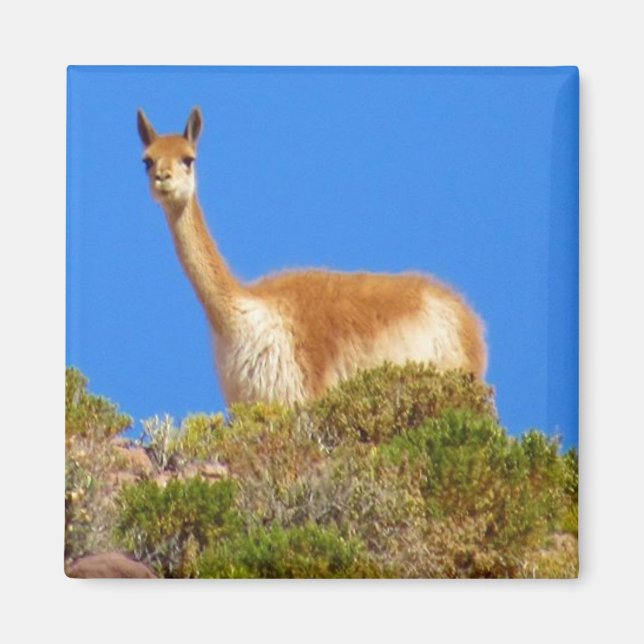 Vicuña Magnet (Vorne)