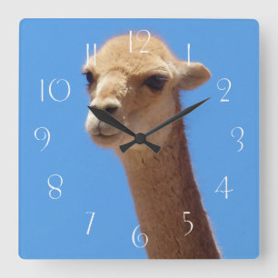Vicuña selbst-Portrait auf blauem Hintergrund Quadratische Wanduhr