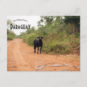 Vieh auf einer Straße in Paraguay Postkarte