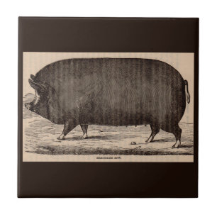 Vieh-Druck Berkshire-Sauschwein des 19. Fliese