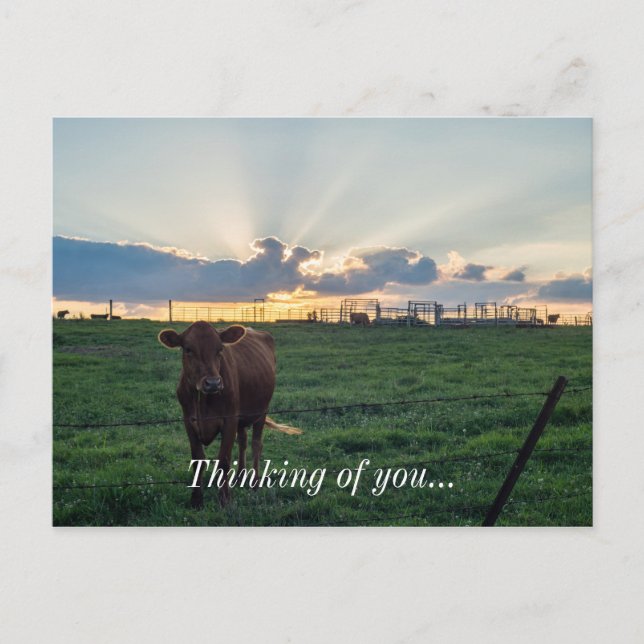 Viehzucht Sunset Postkarte (Vorderseite)