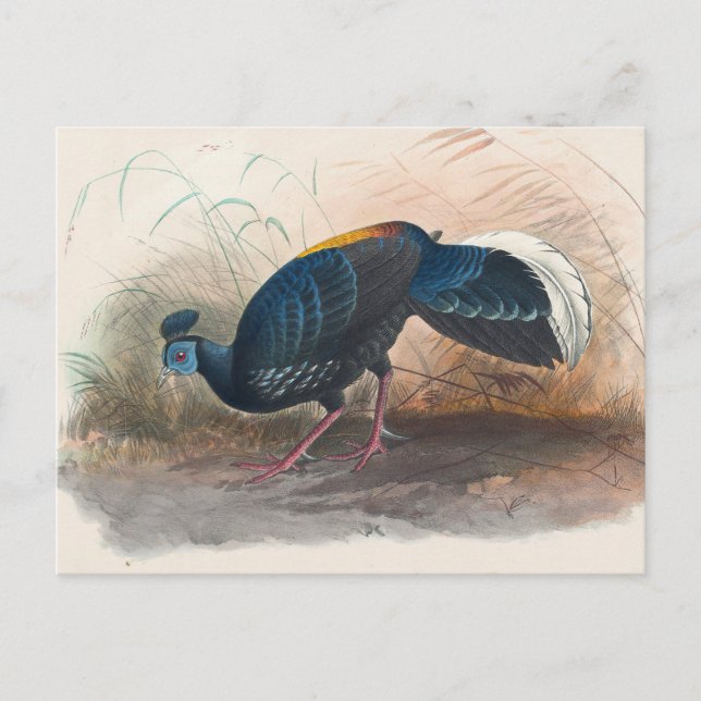 Vieillots feuerbesicherter Fasan von Joseph Wolf Postkarte (Vorderseite)