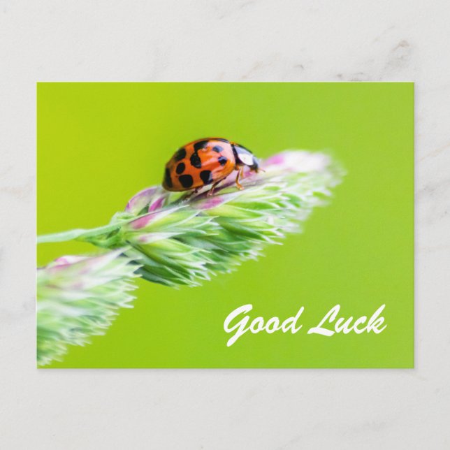 Viel Glück mit einem kleinen Ladybug! Postkarte (Vorderseite)