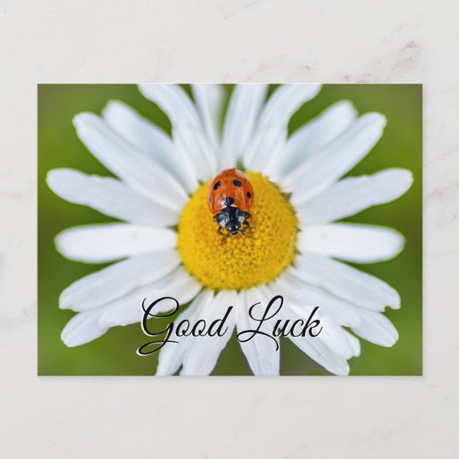 Viel Glück mit niedlichem kleinen Ladybug! Postkar Postkarte (Vorderseite)