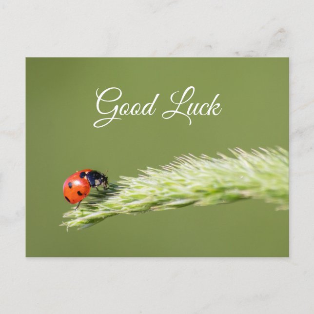 Viel Glück mit niedlichem kleinen Ladybug! Postkar Postkarte (Vorderseite)