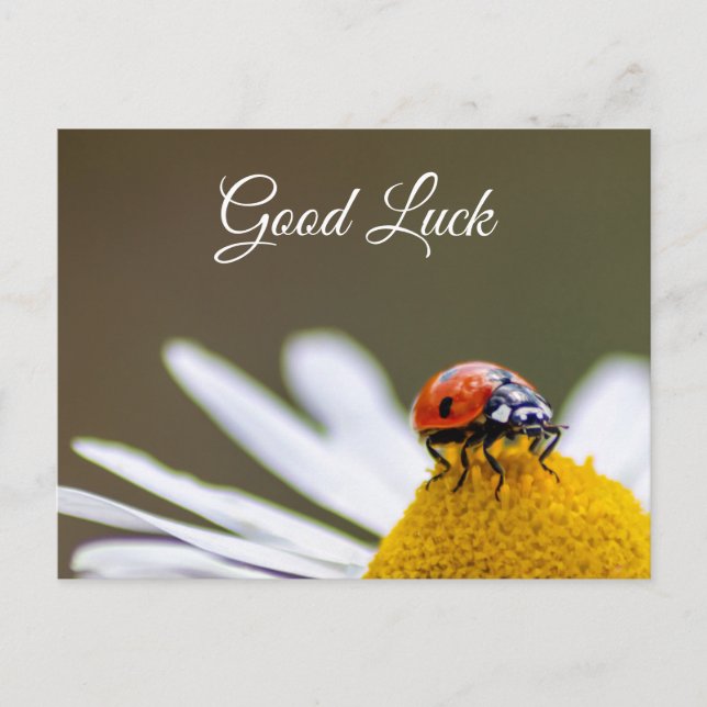 Viel Glück mit niedlichem kleinen Ladybug! Postkar Postkarte (Vorderseite)