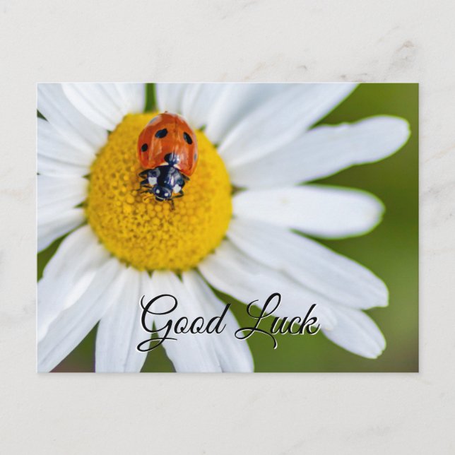 Viel Glück mit niedlichem kleinen Ladybug! Postkar Postkarte (Vorderseite)