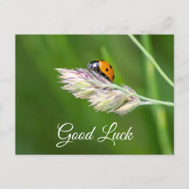Viel Glück mit niedlichem kleinen Ladybug! Postkar Postkarte