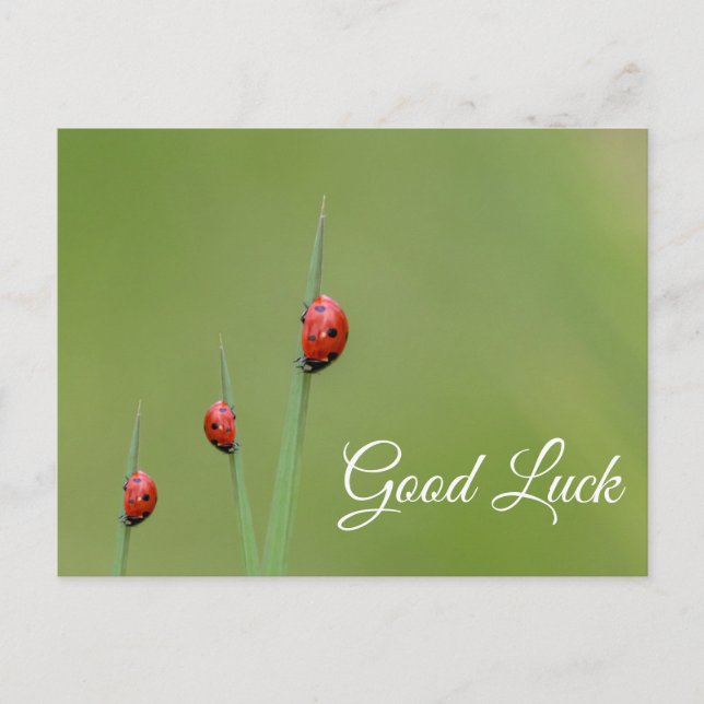 Viel Glück mit niedlichen kleinen Ladybugs! Postkarte (Vorderseite)
