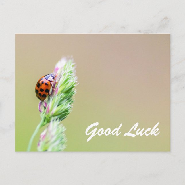 Viel Glück mit niedlichen kleinen Ladybugs! Postkarte (Vorderseite)