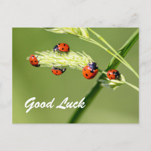 Viel Glück mit niedlichen kleinen Ladybugs! Postkarte