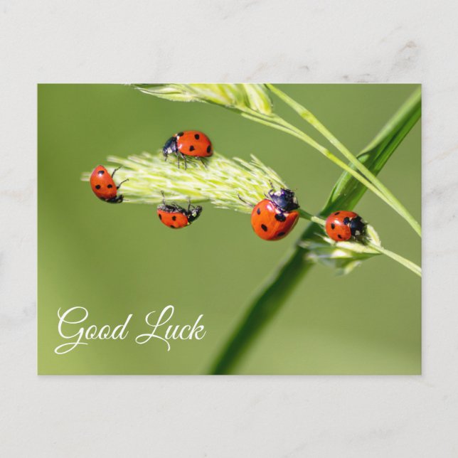 Viel Glück mit niedlichen kleinen Ladybugs! Postkarte (Vorderseite)