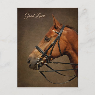 Viel Glück-Postkarte für Bay Horse und Bridle Postkarte