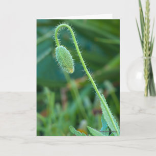 Viel Glück Zu Neuanfängen Poppy Bud Fotografie Karte